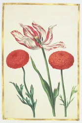 Tulpe und Dahlien, ca. 1675